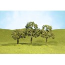 Walnut Trees 2"-2 1/4" (4pk)